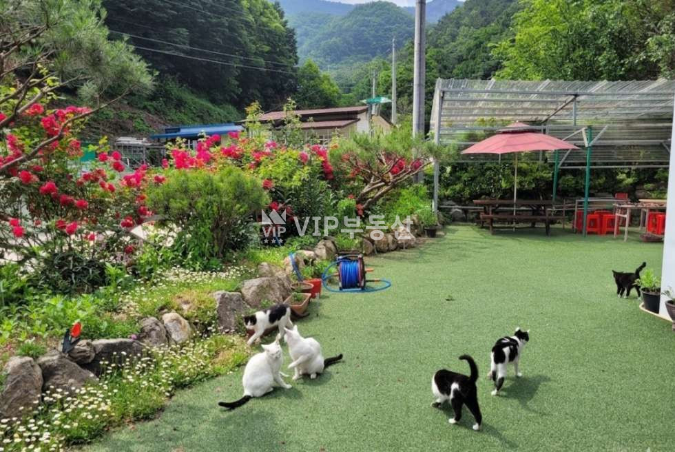 전북 완주군 상관면 의암리 제1동 실거주와 펜션 운영을 동시에! 자연 속 수익형 부동산 매매 매물번호 12260 사진 2